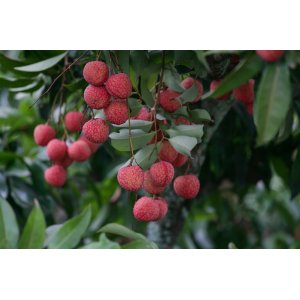 Liči čínske (Litchi chinensis) - výška 50-70 cm, kont. C10L